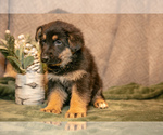 Puppy Eleanor German Shepherd Dog