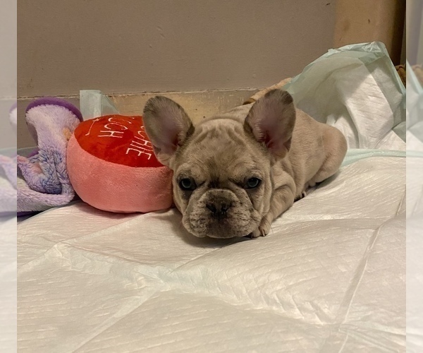 Medium Photo #3 French Bulldog Puppy For Sale in LOGANSPORT, IN, USA