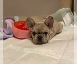 Small Photo #3 French Bulldog Puppy For Sale in LOGANSPORT, IN, USA