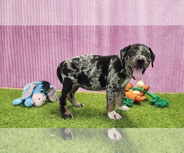 Medium Photo #14 Catahoula Leopard Dog Puppy For Sale in CUMBY, TX, USA