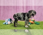 Small #13 Catahoula Leopard Dog