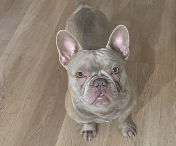 Medium Photo #1 French Bulldog Puppy For Sale in MIAMI, FL, USA