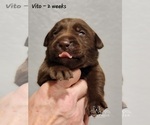 Small Photo #48 Labrador Retriever Puppy For Sale in POCAHONTAS, IL, USA