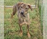 Small #3 German Shepherd Dog-Vizsla Mix