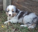 Small Photo #2 Australian Shepherd Puppy For Sale in BERTRAM, TX, USA