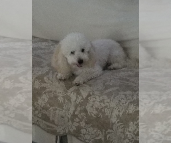 Medium Photo #1 Poodle (Toy) Puppy For Sale in ORLANDO, FL, USA