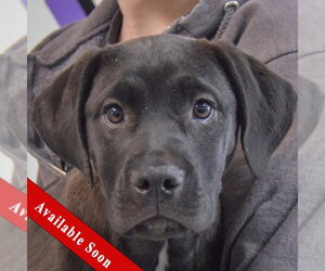 American Staffordshire Terrier-Unknown Mix Dogs for adoption in Huntley, IL, USA