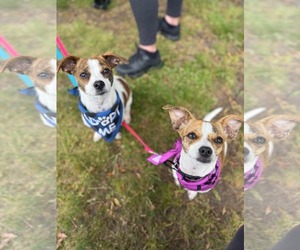 Jack Chi Dogs for adoption in Oakhurst, NJ, USA