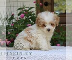 Small #1 Goldendoodle (Miniature)