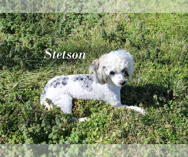 Medium Photo #1 Poodle (Miniature) Puppy For Sale in CHANUTE, KS, USA