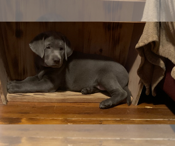 Medium Photo #3 Labrador Retriever Puppy For Sale in DEXTER, NY, USA