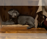 Small #2 Labrador Retriever