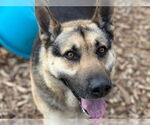 Small #1 German Shepherd Dog Mix