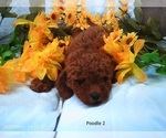 Small #1 Poodle (Miniature)