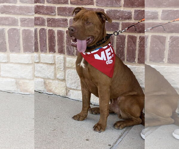 Medium Photo #6 Mastiff-Unknown Mix Puppy For Sale in Euless, TX, USA