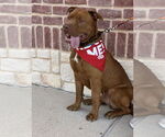 Small #5 Mastiff Mix