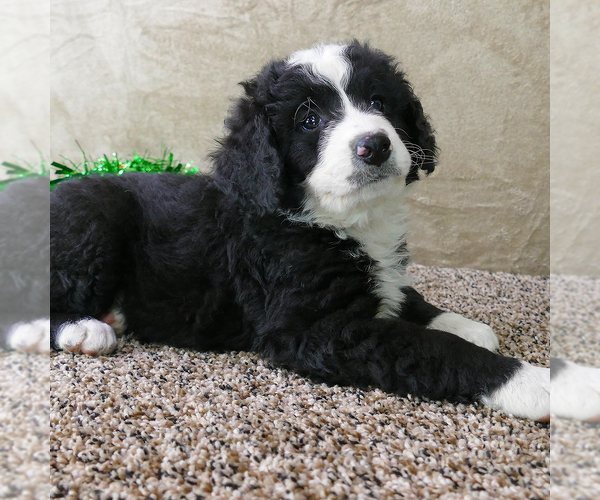Medium Photo #1 Bernedoodle (Miniature) Puppy For Sale in ROY, UT, USA