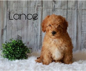 Goldendoodle-Poodle (Miniature) Mix Puppy for sale in FREDERICKSBG, OH, USA