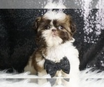 Small Photo #25 Shih Tzu Puppy For Sale in WARSAW, IN, USA