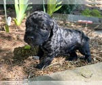 Small Photo #9 Poodle (Standard) Puppy For Sale in KEIZER, OR, USA