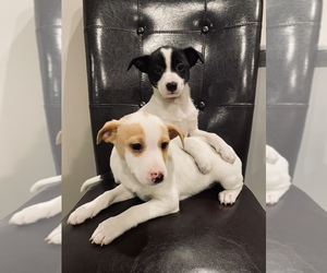 Jack-Rat Terrier Dogs for adoption in RICHMOND, MI, USA