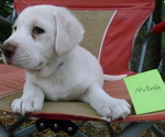Small Photo #2 Akbash Dog Puppy For Sale in BROOKSVILLE, FL, USA