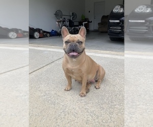 Mother of the French Bulldog puppies born on 08/12/2022