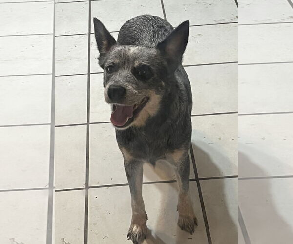 Medium Photo #4 Mutt Puppy For Sale in Oviedo, FL, USA