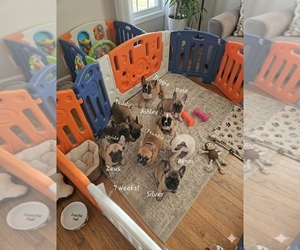 French Bulldog Puppy for Sale in EDISON, New Jersey USA