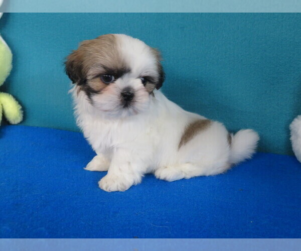 Medium Photo #4 Shih Tzu Puppy For Sale in PHELAN, CA, USA