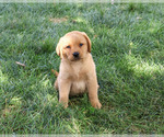 Cooper - Male Labrador Retriever Puppy for Sale - Photo #5