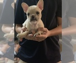 Small Photo #20 French Bulldog Puppy For Sale in LEAWOOD, KS, USA