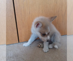 Gerberian Shepsky Puppy for Sale in EDMORE, Michigan USA