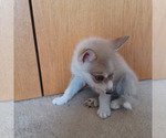 Image preview for Ad Listing. Nickname: Puppy 5
