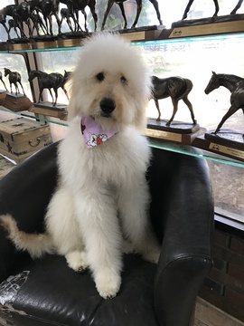 Medium Photo #1 Goldendoodle Puppy For Sale in MYAKKA CITY, FL, USA
