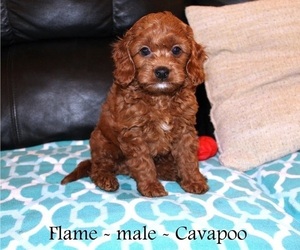 Cavapoo Puppy for Sale in CLARKRANGE, Tennessee USA