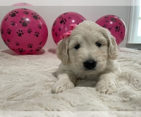 Full screen Photo #6 Goldendoodle Puppy For Sale in NORTH HIGHLANDS, CA, USA