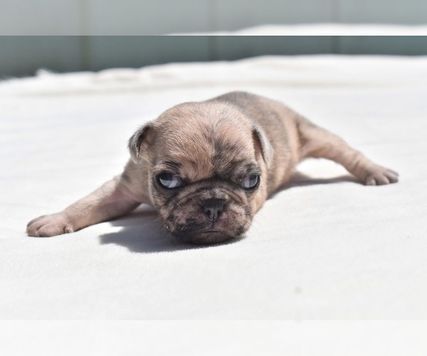 Medium Photo #3 Pug Puppy For Sale in PALM COAST, FL, USA
