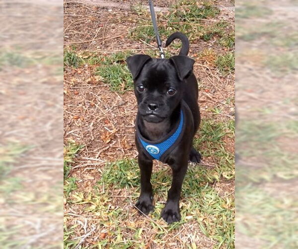 Medium Photo #7 Chug Puppy For Sale in San Diego, CA, USA