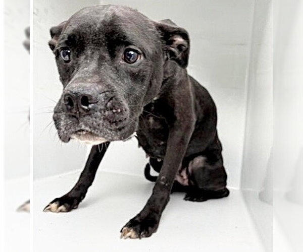 Medium Photo #1 Labrador Retriever-Unknown Mix Puppy For Sale in Houston, TX, USA