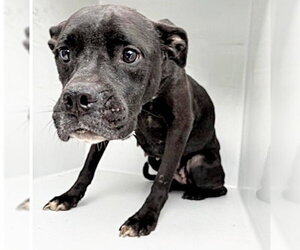 Labrador Retriever-Unknown Mix Dogs for adoption in Houston, TX, USA