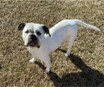 Small #6 American Bulldog Mix