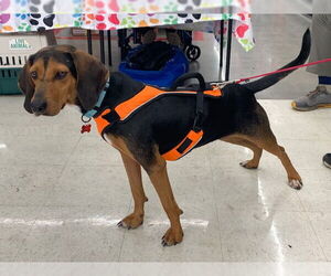 Anne - Female Black and Tan Coonhound Dog for Adoption - Photo #7