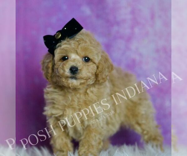 Medium Photo #20 Poodle (Toy) Puppy For Sale in WARSAW, IN, USA