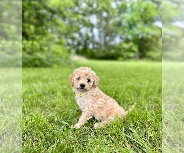 Medium Photo #1 Goldendoodle (Miniature) Puppy For Sale in MURFREESBORO, TN, USA