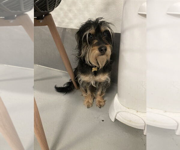 Medium Photo #7 Mutt Puppy For Sale in Studio City, CA, USA