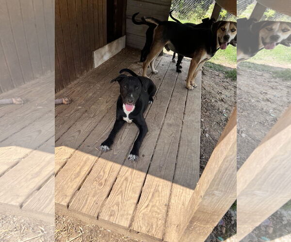 Medium Photo #1 Labrador Retriever-Unknown Mix Puppy For Sale in Tracy City, TN, USA