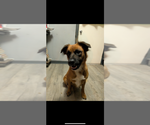 Small #2 Mountain Cur Mix