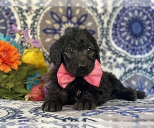 Goldendoodle Puppy for sale in LANCASTER, PA, USA