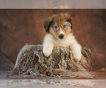 Small #15 Collie